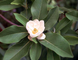 Evergreen Sweetbay Magnolia.